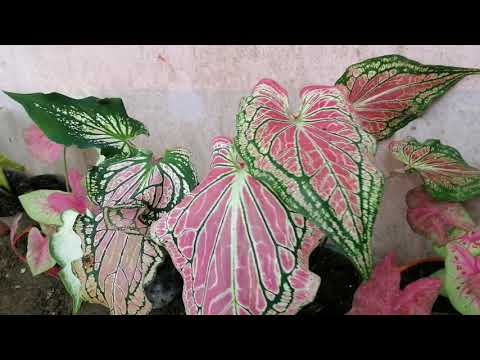 Plant lover, nature lover, Caladium lover,