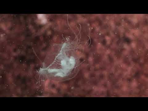 Zürichsee WZT - Qualle