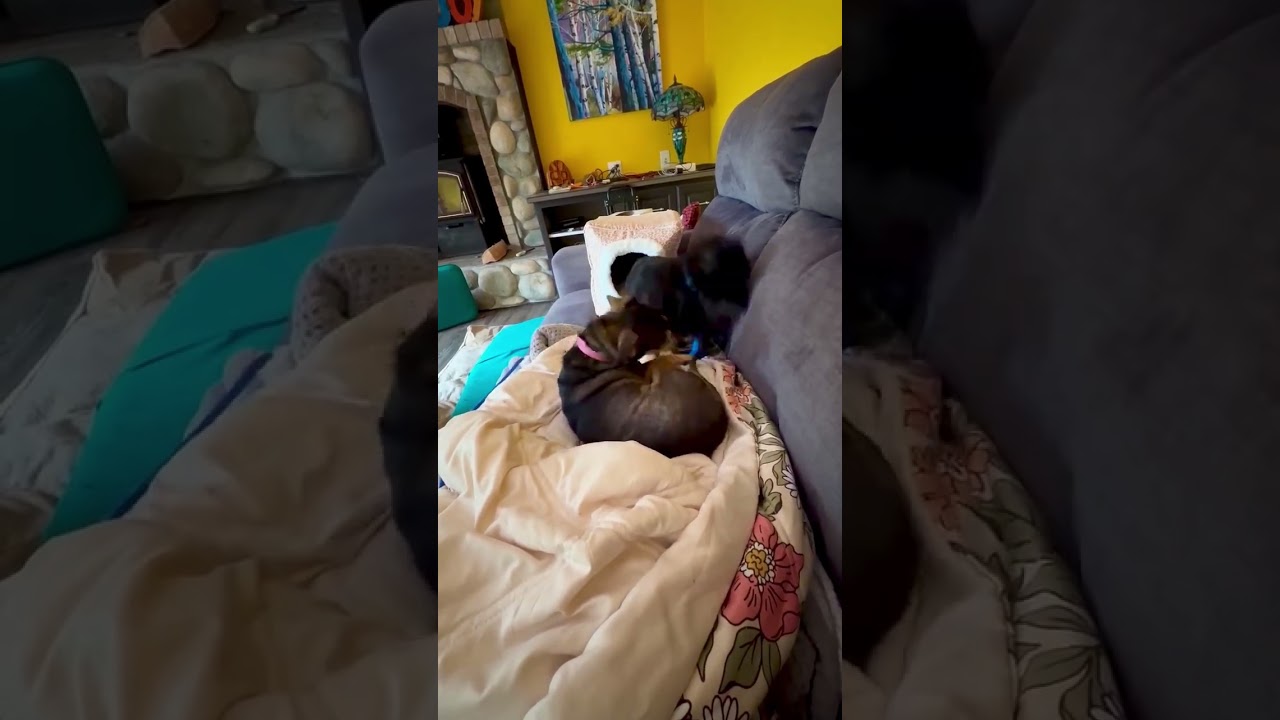 Roxy, a ADOPTABLE mixed breed in Long Beach, WA video 5/5