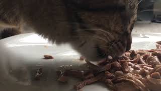 Cat Eating Asmr (Soft Chewing!)