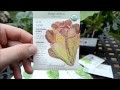Growing A Fall Heirloom Vegetable Garden 2012 1
