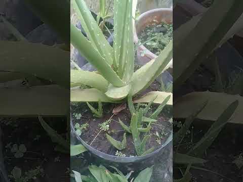 Begini kalo anakan lidah buaya sudah menyebar #shorts #lidahbuaya