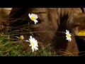National Geographic Arlberg Mountain New Documentary
