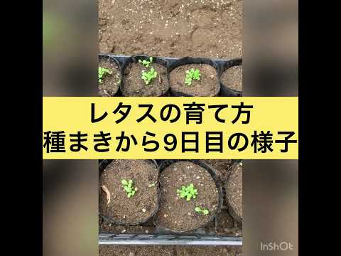 健康で豊かな収穫のために、春レタスをいつ、どのように播種すればよいでしょうか?  庭園