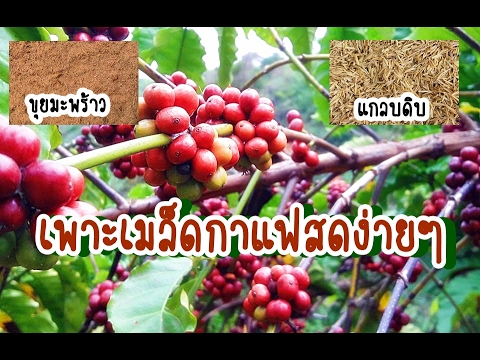 การเตรียมการสำหรับความแรงที่เพิ่มขึ้น Impaza ราคา ยาเสพติดเพื่อเพิ่มความแข็งแรงรูปภาพ