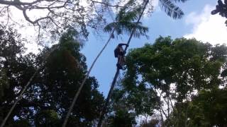 85 year old man climbing açaí palm tree in the Amazon.