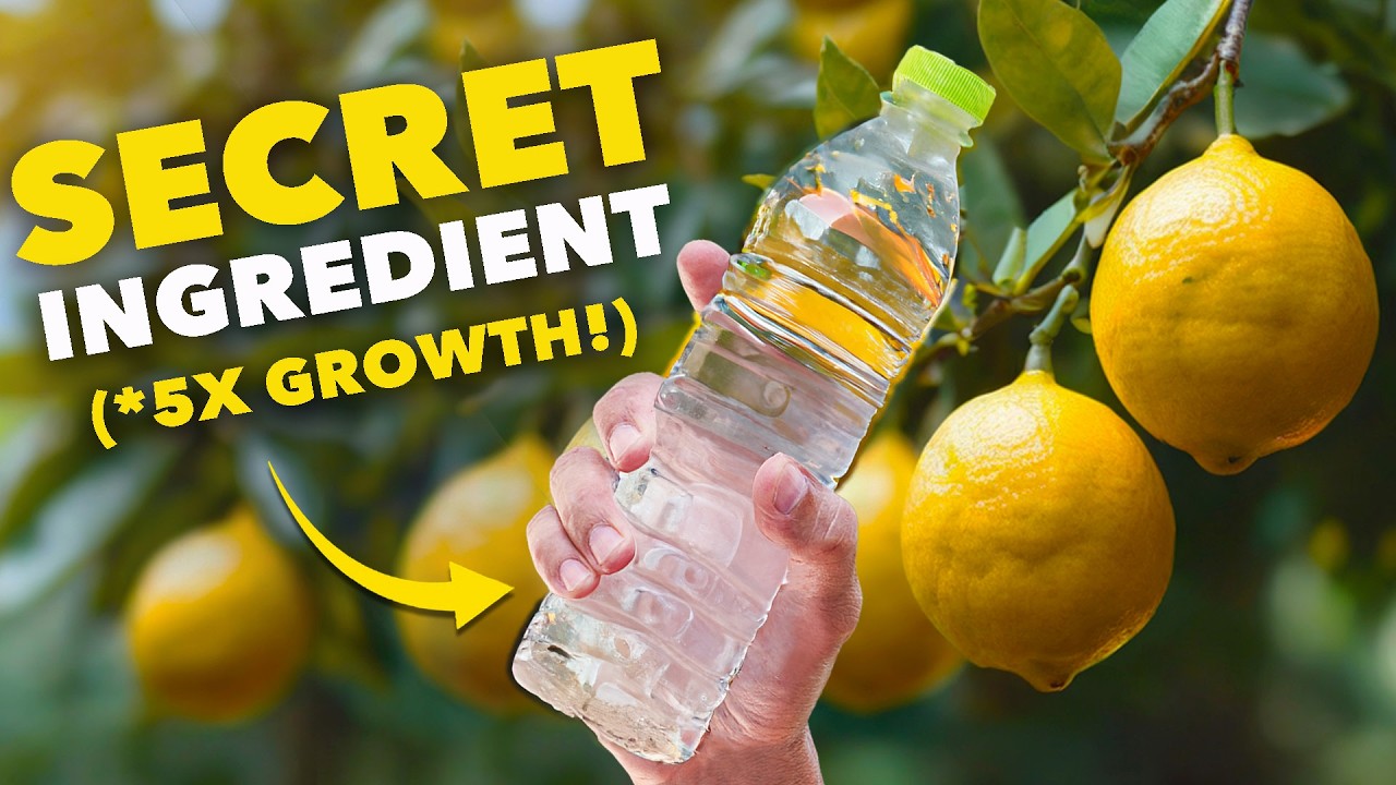 Citrus Masterclass: Grow in ANY Climate!