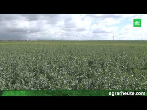 Vegetationsreport: Blütenspritzung beim Raps