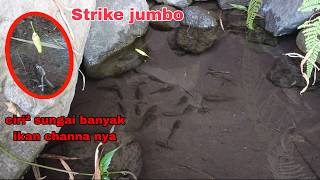Download lagu Signs of puddles like this that are full of channa limbata, fishing for channa limbata mp3 Download lagu Signs of puddles like this that are full of channa limbata, fishing for channa limbata mp3
