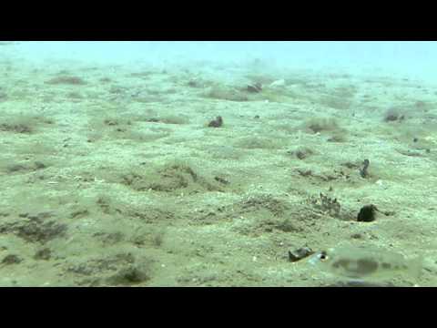 Limnochormis auritus e Lamprologus ornatipinnis