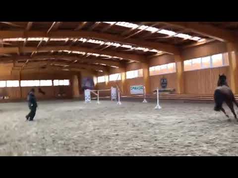 MagicBoy 7yo (Monte Bellini)