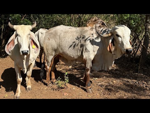 😱🐄Se le está llegando el día a la estrella y al tesoro miren como anda 😱🐄