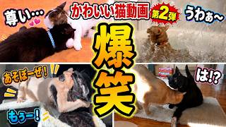 【爆笑】おもしろ猫動画100連発！　〈総集編〉2026年版