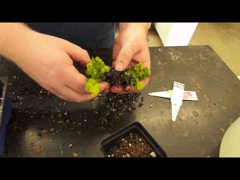 DMACC Horticulture Program