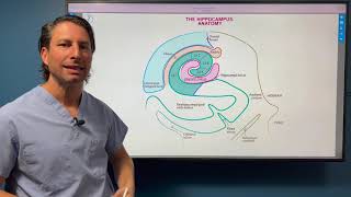 Limbic System by Ditki, Medical & Biological Sciences