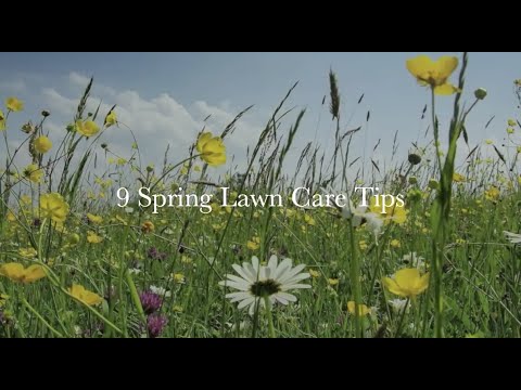 9 Spring Lawn Care Tips