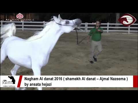 Nagham Al danat 2016 ( shamekh Al danat – Ajmal Nazeema ) by ansata hejazi