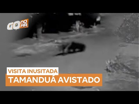 Aparição de tamanduá surpreende moradores durante a madrugada em Goianira (GO)