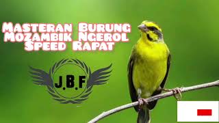Download lagu Suara Burung Mozambik Ngerol untuk Masteran mp3