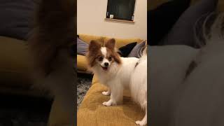 パピヨンとドゥードゥルの日常