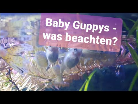 Baby Guppys im Aquarium. Was ist zu beachten? Zucht und Haltungsbedingungen