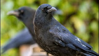 Crows Have a Looking Rhythm