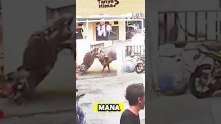 Download lagu Angry cow #cow #bull #animal #viralvideo mp3 Download lagu Angry cow #cow #bull #animal #viralvideo mp3