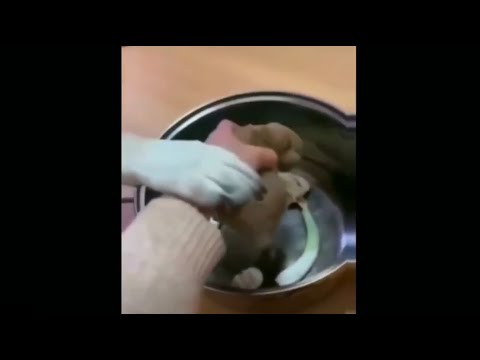 Dog makes ultimate sacrifice for pups