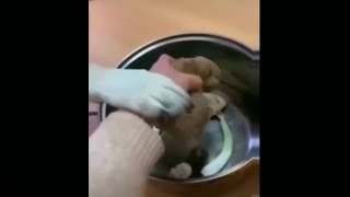 Dog makes ultimate sacrifice for pups