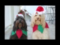 New Funny Pictures - Dog : Merry Christmas and.