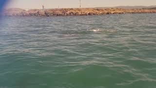 preview picture of video 'Great white shark encounter today in humboldt!!'