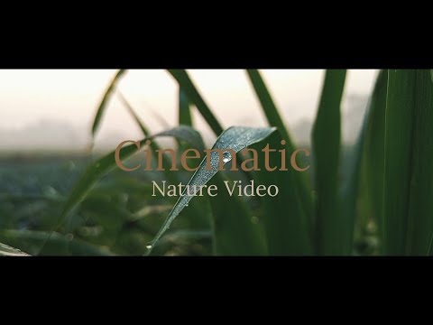 Cinematic Nature Video | Relaxing Nature Video | Shot On Realme