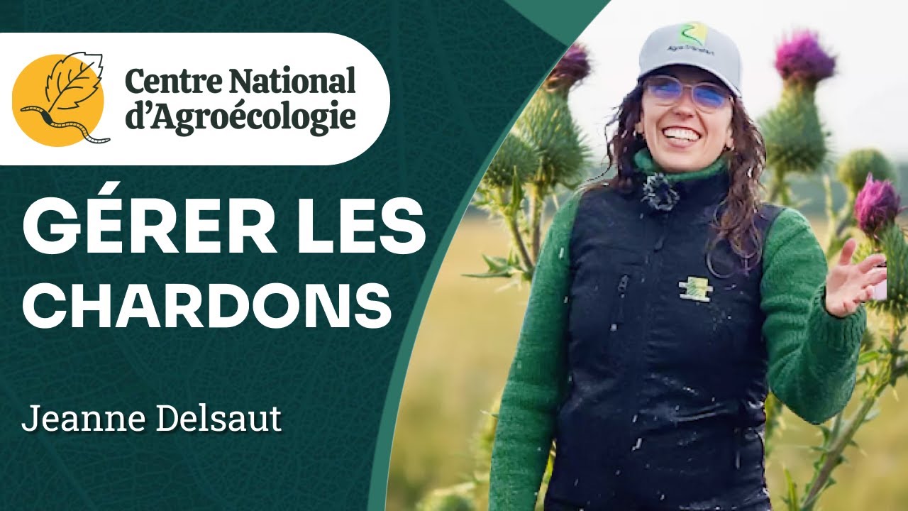 Chardon : biologie et leviers de lutte en réduisant les herbicides, Jeanne Delsaut - CNA