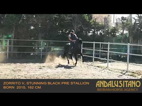 Zorrito V, stunning black PRE stallion born 2015, 162cm