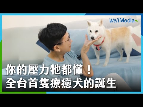 上班族的壓力牠最懂!超萌療癒犬的誕生,竟與牠的暱稱「柴貓」有關!【專訪心理師與療癒犬】