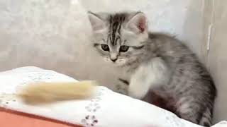 スコティッシュフォールドの動画01