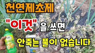 천연제초제 이것을 이렇게 쓰면 풀잡초 정말 잘 죽습니다 풀제거방법 잡초제거방법 3배식초 식초제초제