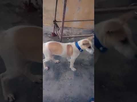 My   pet name  is Duke