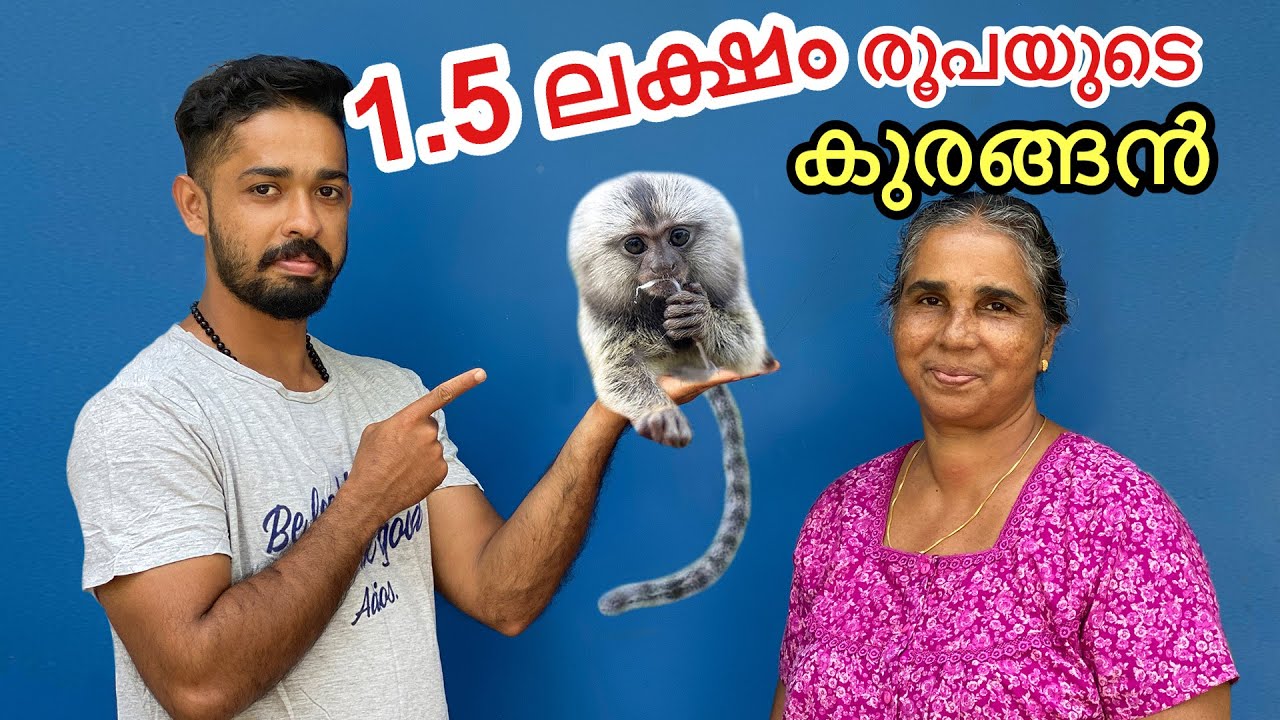 17,000/- രൂപക്ക് കിളികളെ വാങ്ങി | Bought 60 New Birds