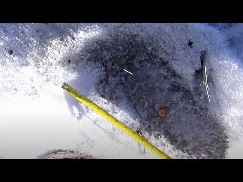 19 Inch Bigfoot Tracks in Snow at Land of Giants