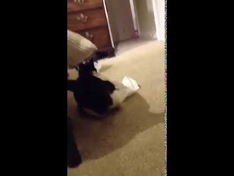 Cat obsessed with toilet roll