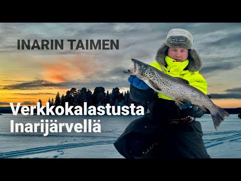 VERKKOKALASTUSTA INARIJÄRVELLÄ || TAIMEN VERKOISSA