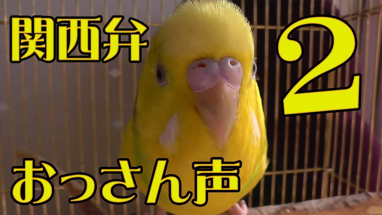 おしゃべりセキセイインコ【低音ボイスの関西弁をしゃべる】