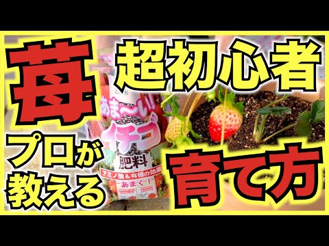 吊り下げイチゴ:植え付けと手入れのヒント 植物