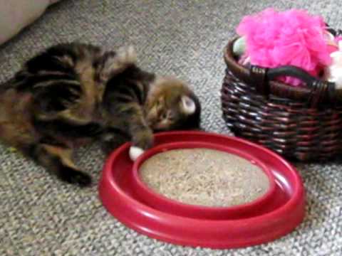Kazander vs. the Turbo Scratcher