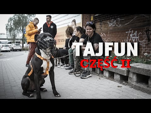 AMSTAF TAJFUN - PIES W WIELKIM W MIEŚCIE