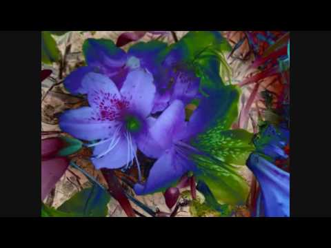 BONNEN ~ PEACHES EN REGALIA