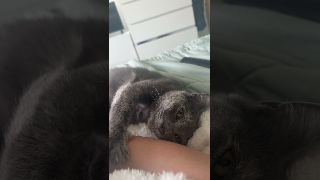 Smoky, a Adoptable Domestic Medium Hair in Richmond, VA video 6/6