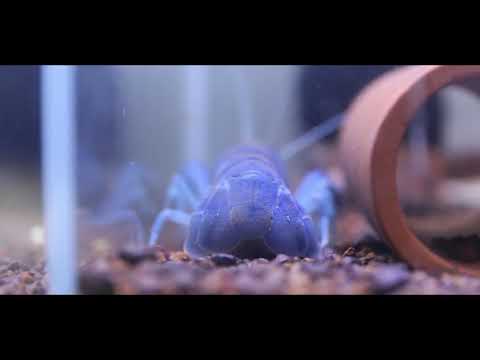 Crayfish Breeding - HalfBlood 50 (Albidus Blue pearl vs Cherax Destructor)
