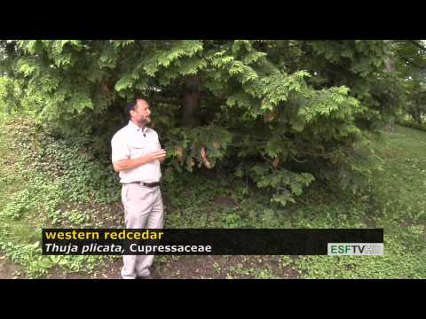 Trees with Don Leopold - western redcedar